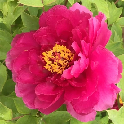 سورج اور چاند پیونی